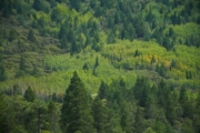D4245929