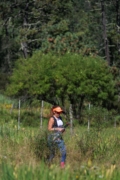 H4262043